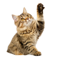 Chat